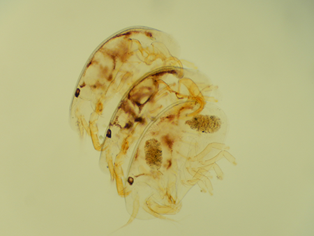 A [risqué] stack of entocytherids (Uncinocythere columbia)